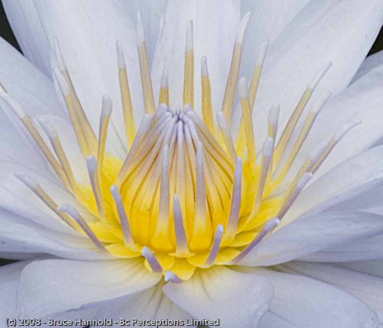 LILY'S GLOW
